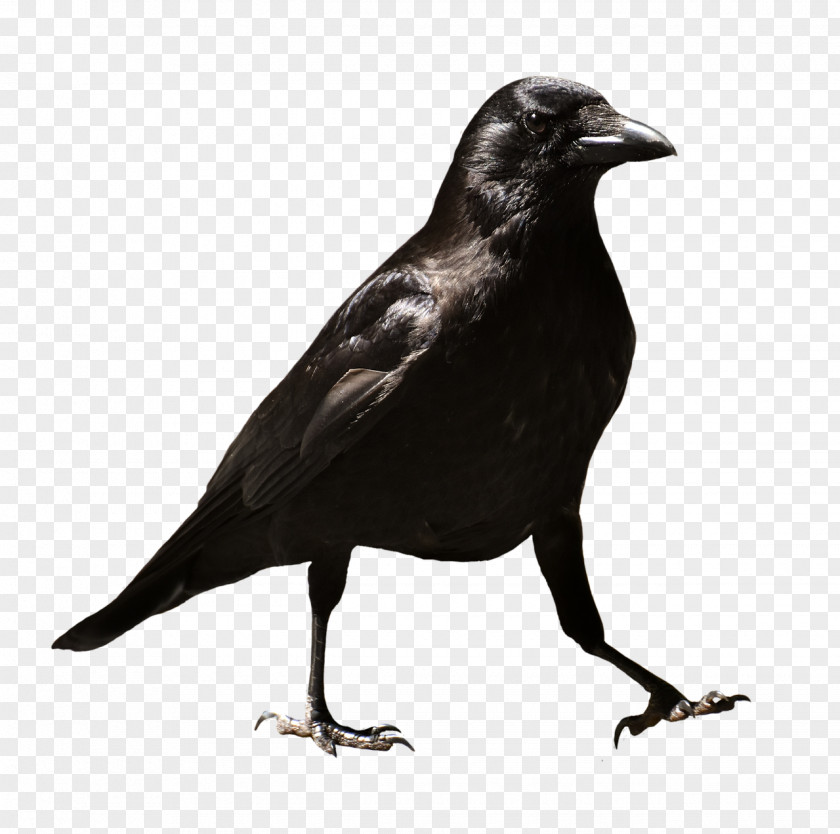 Crow Common Raven T-shirt Download PNG