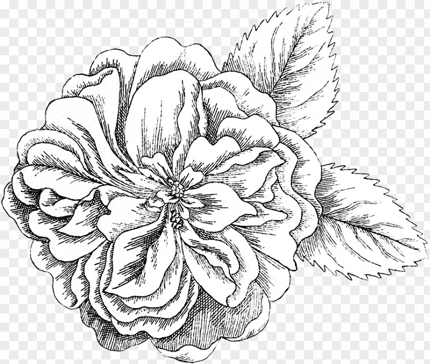 Damask Rose Floral Design Cut Flowers Drawing PNG