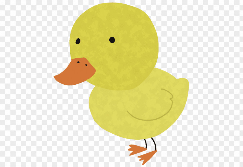 Duck Domestic Bird Cartoon Illustration PNG