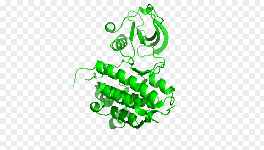 Ephrin Receptor EPH A5 A4 PNG