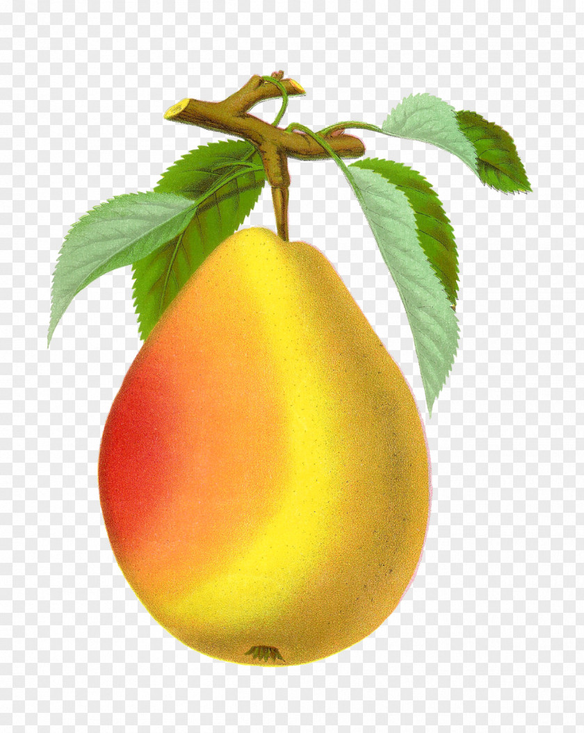 Pear Drawing PNG