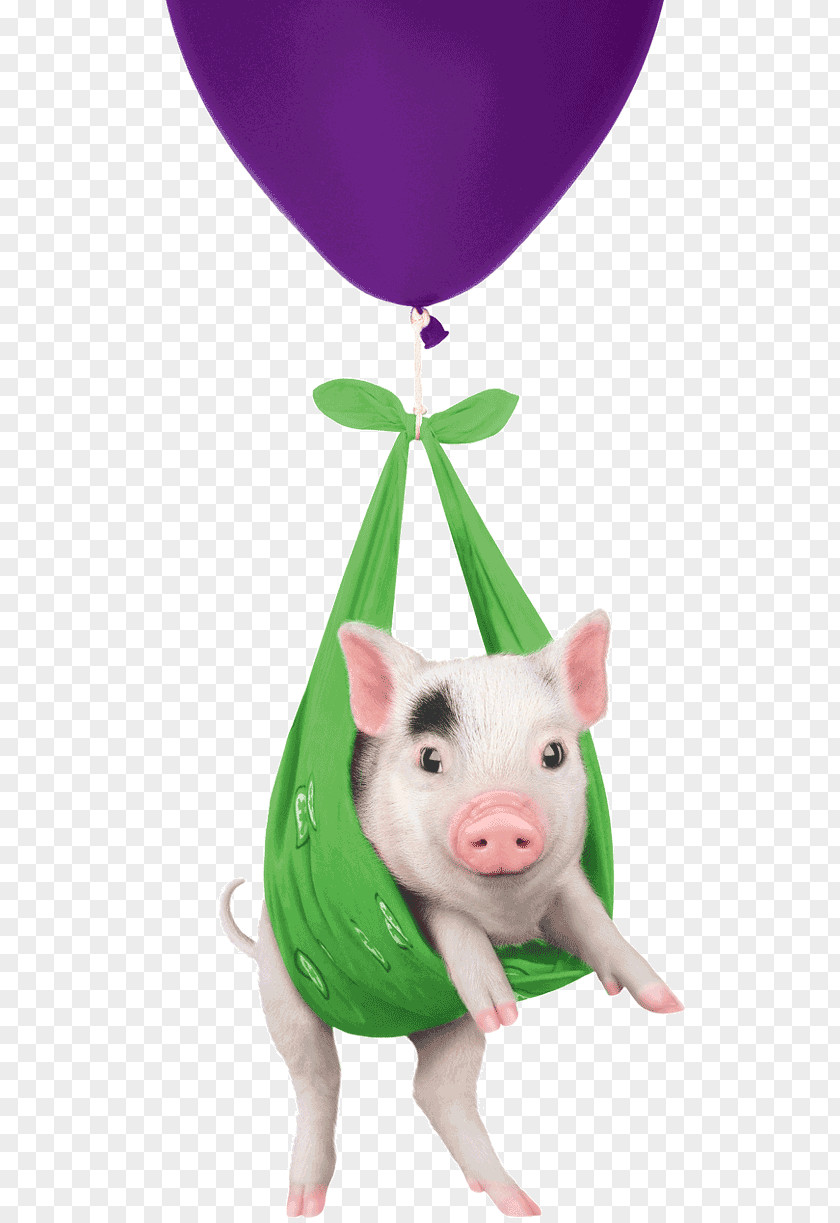 Pig Domestic Telus International Koodo Mobile PNG