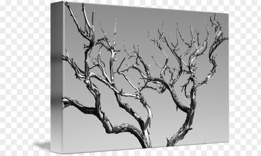 Black And White Abstract Art Tree, Tree Photography PNG