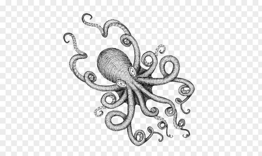 Black And White Octopus Monster Cartoon Illustrations Drawing Sea Illustration PNG