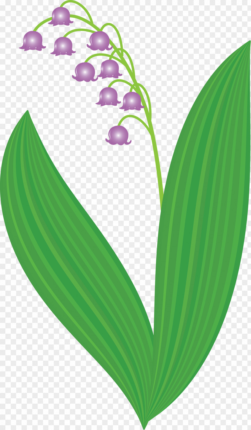 Lily Bell Flower PNG