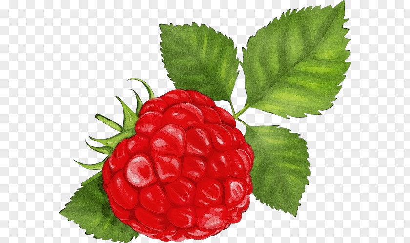 Loganberry Seedless Fruit Berry Raspberry Rubus West Indian PNG