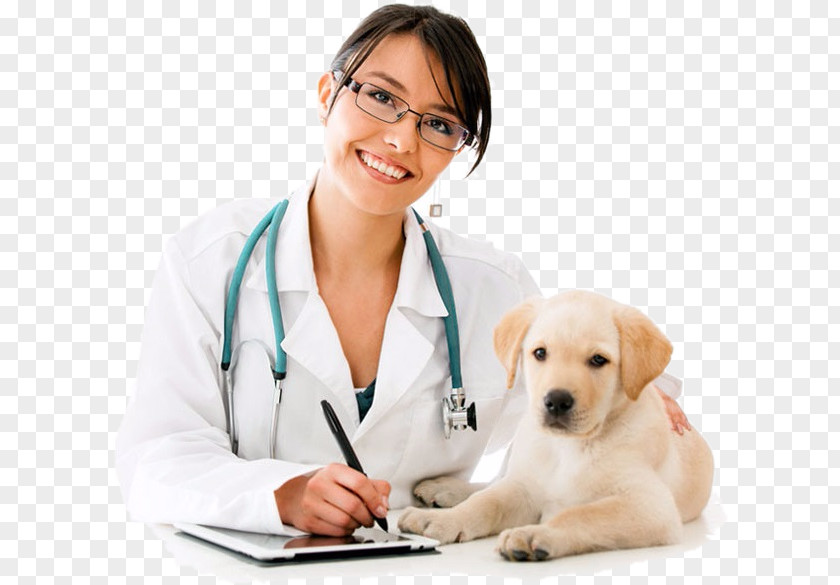 Puppy Dog Breed Veterinarian Veterinary Medicine PNG