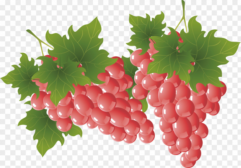 Red Grapes Exquisite Hand-painted Decoration Fruit Banana Grape Euclidean Vector PNG