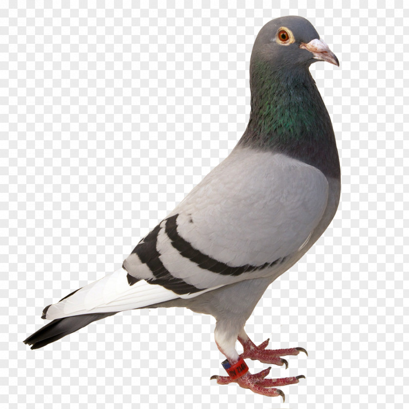 Stock Dove Pigeons And Doves Bird Rock Beak PNG