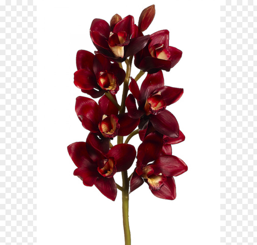 Burgundy Flowers Cut Maroon Color PNG