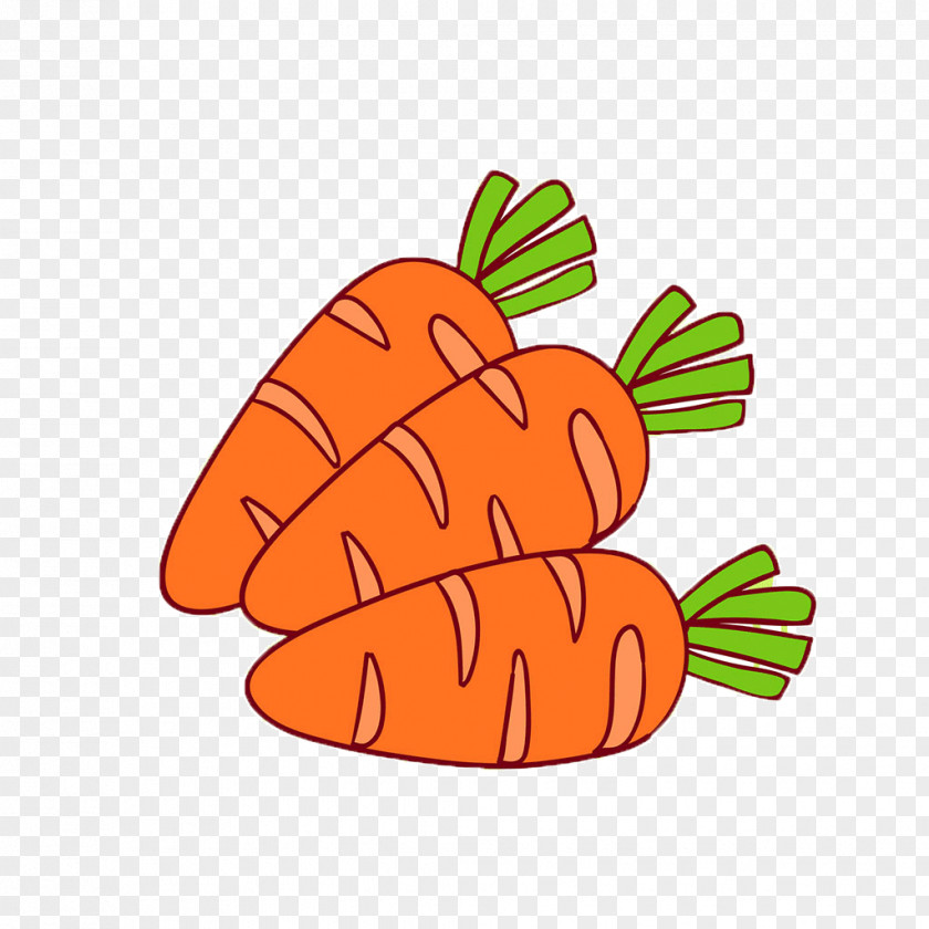 Carrot Illustration PNG