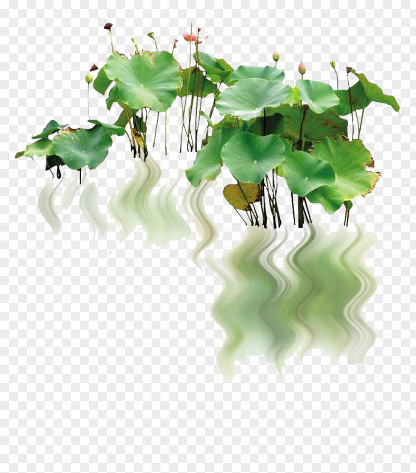 Creative Reflection On The River Lotus Image Nelumbo Nucifera Landscape Pygmy Water-lily PNG