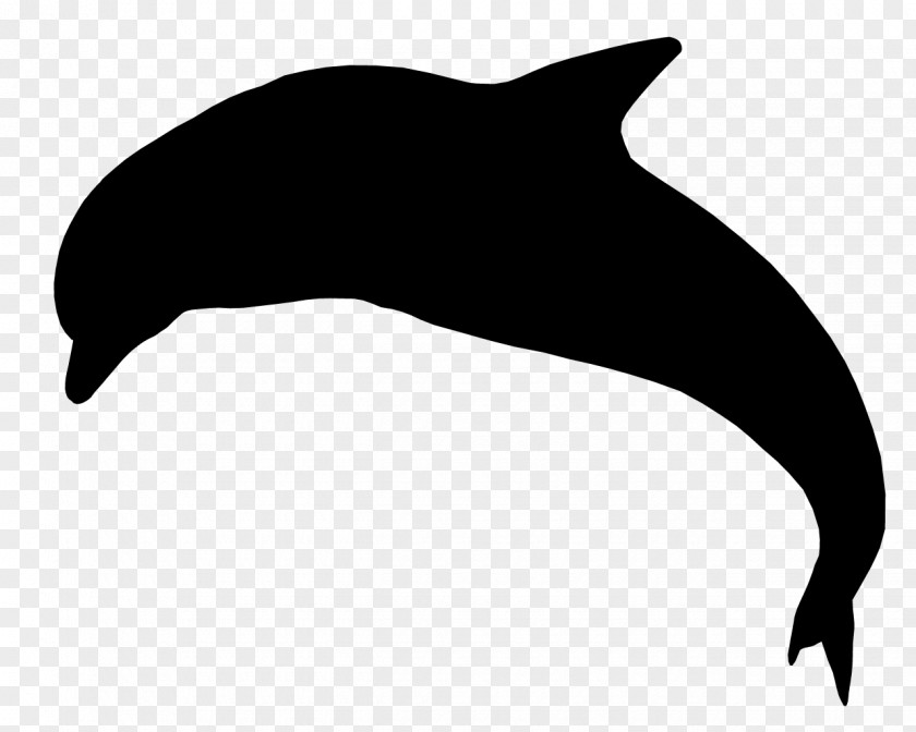 Dolphin Sea Lion Porpoise Whales Clip Art PNG