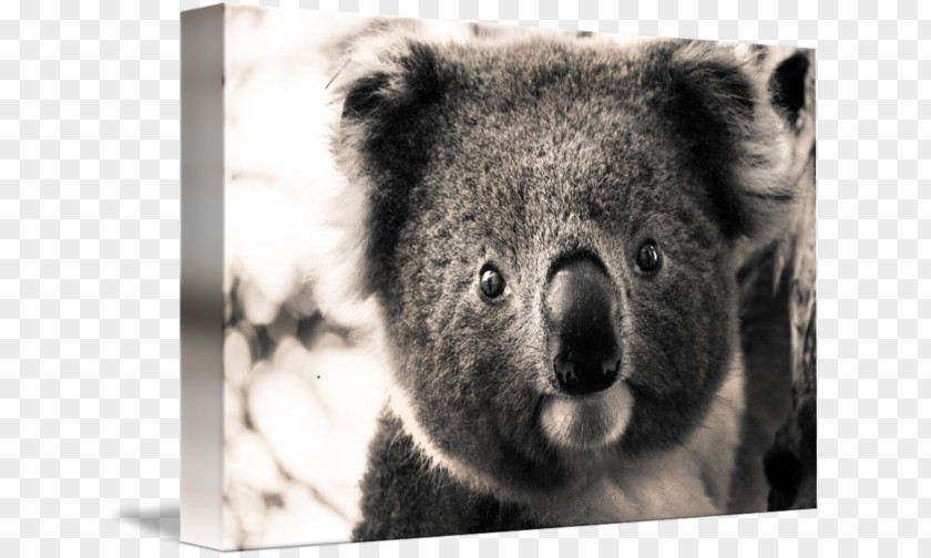 Koala Imagekind Art Portrait Poster PNG