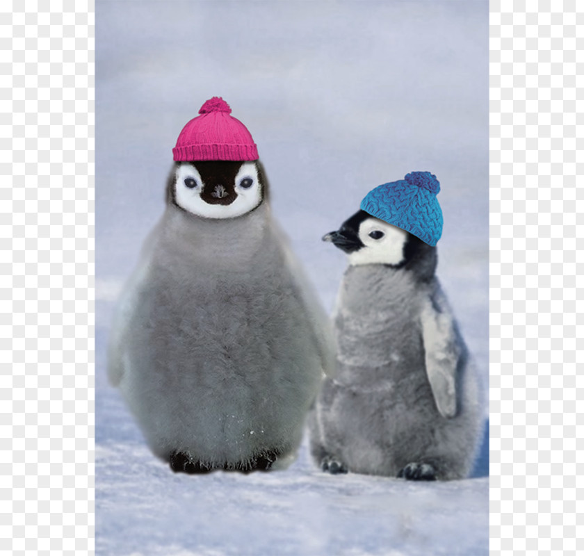 Penguin Emperor Adélie Antarctic Little PNG