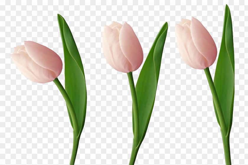 Plant Stem Cut Flowers Tulip Petal Bud PNG