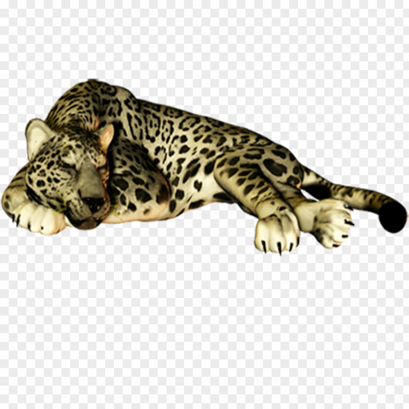Leopard Felidae Cheetah Jaguar Cat PNG