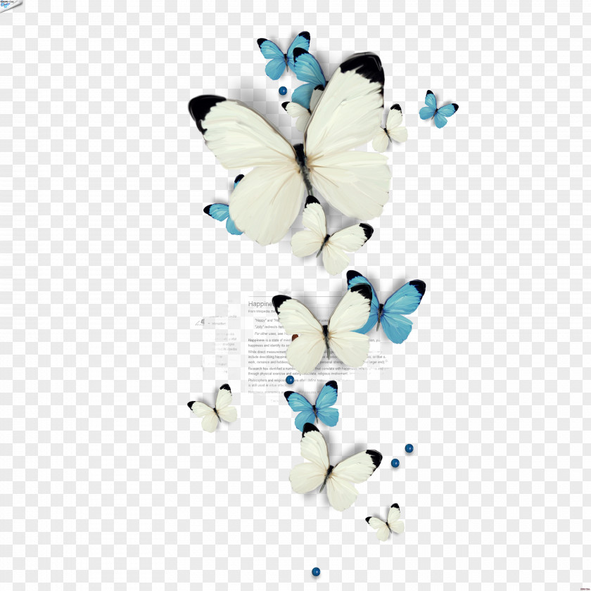 Butterfly Clip Art Image Drawing PNG