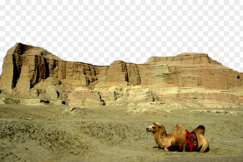 Camels In Gobi Tianshan District Altay Prefecture Ghost City China National Highway 216 Karamay PNG