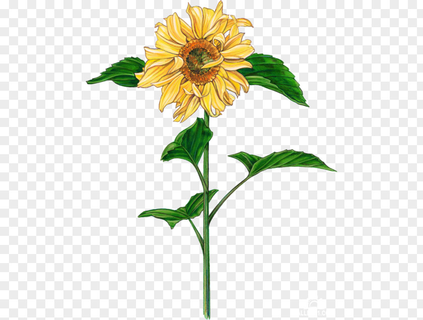 Design Common Sunflower Brochure Drawing PNG