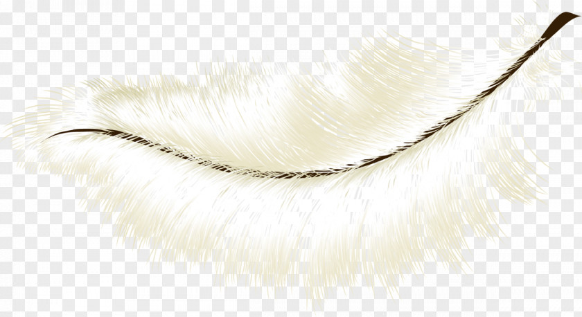 Feather Eyebrow PNG