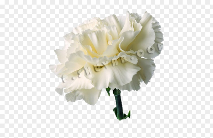 Flower Carnation Cut Flowers Red White PNG