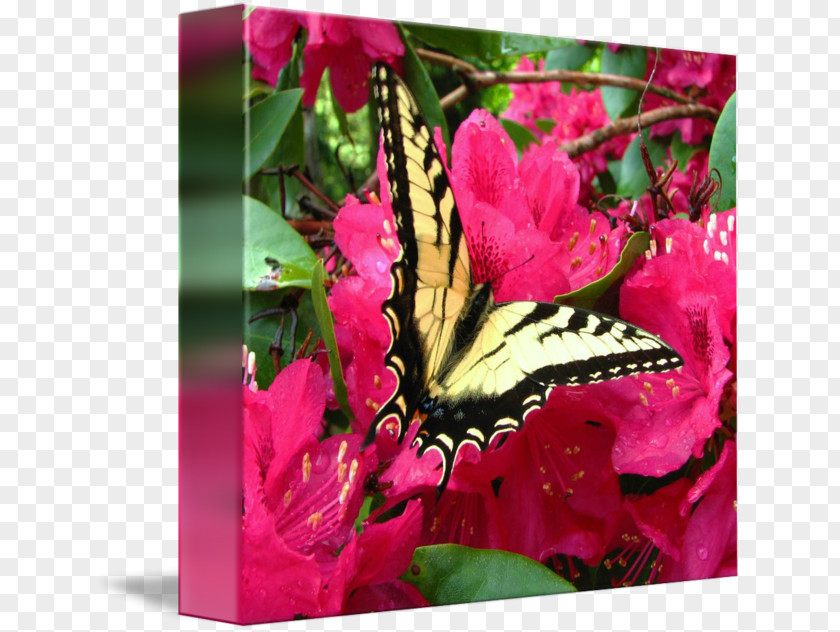 Glossy Butterflys Flowering Plant Pink M PNG