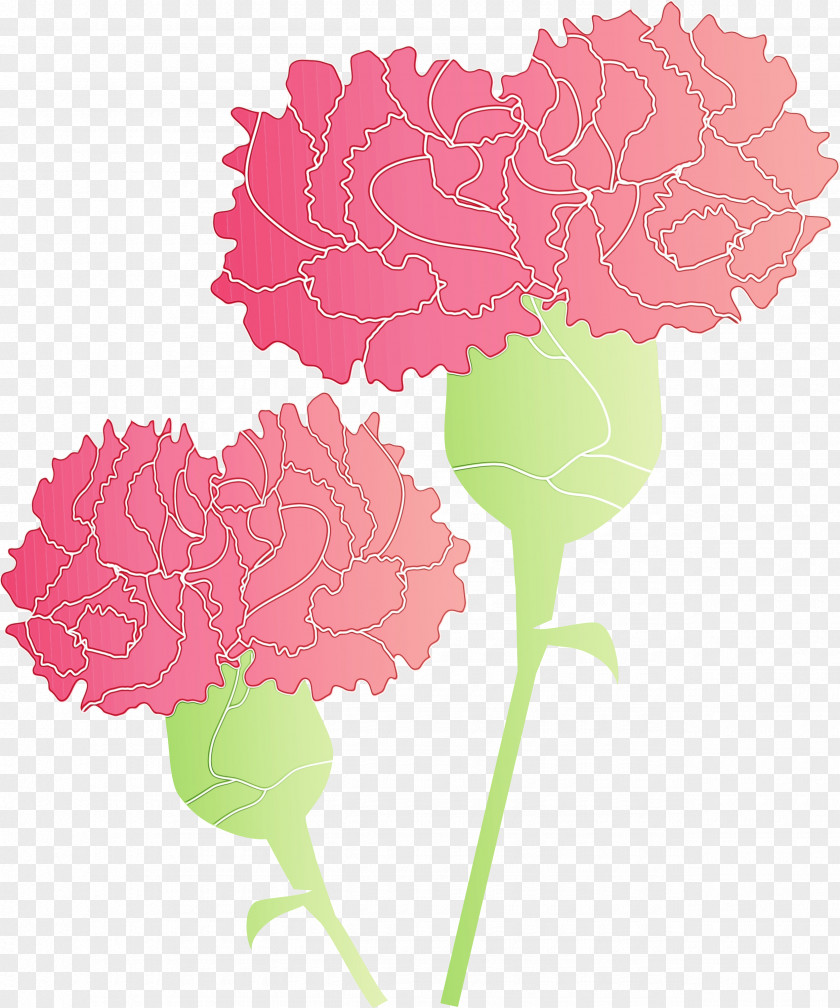 Pink Flower Carnation Plant Leaf PNG