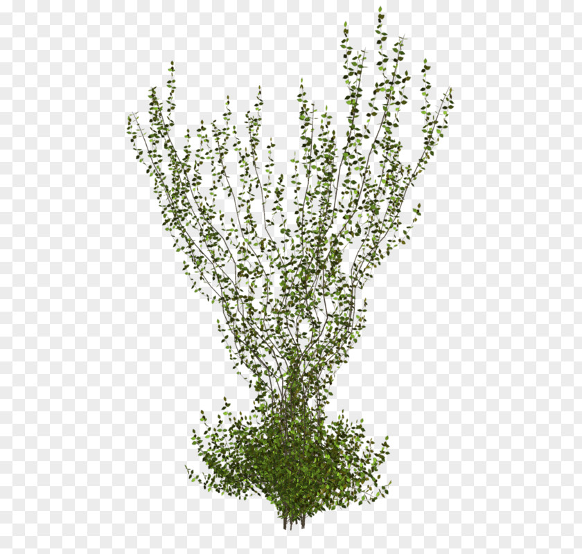 Plant Stem Shrub Clip Art PNG