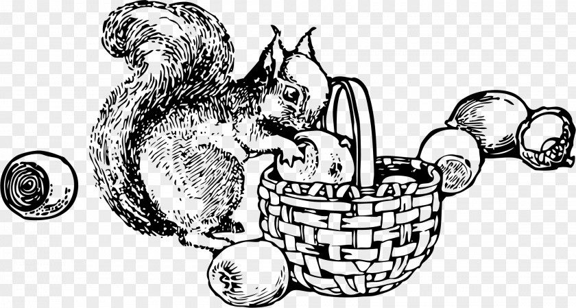 Squirrel Drawing Coloring Book Nut Clip Art PNG