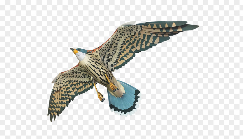 Eagle Hawk Buzzard Beak Feather PNG