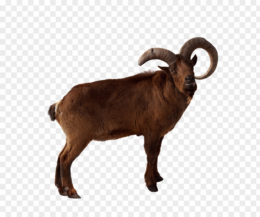 Goat Animal Toggenburg Markhor Barbary Sheep East Caucasian Tur PNG