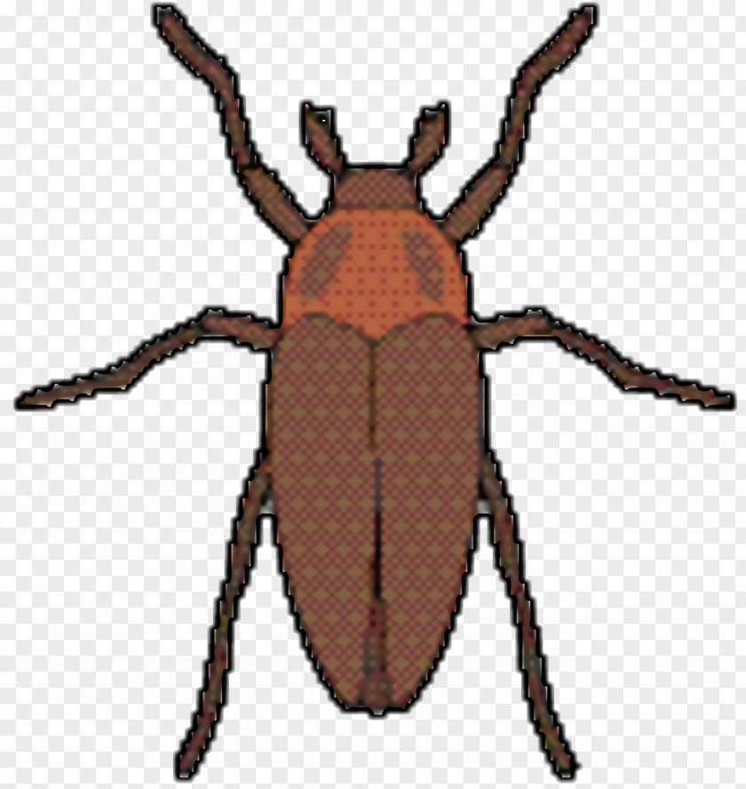 Ground Beetle Parasite Weevil Insect PNG