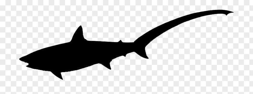 M Fauna LineShark Silhouette Free Shark Clip Art Black & White PNG