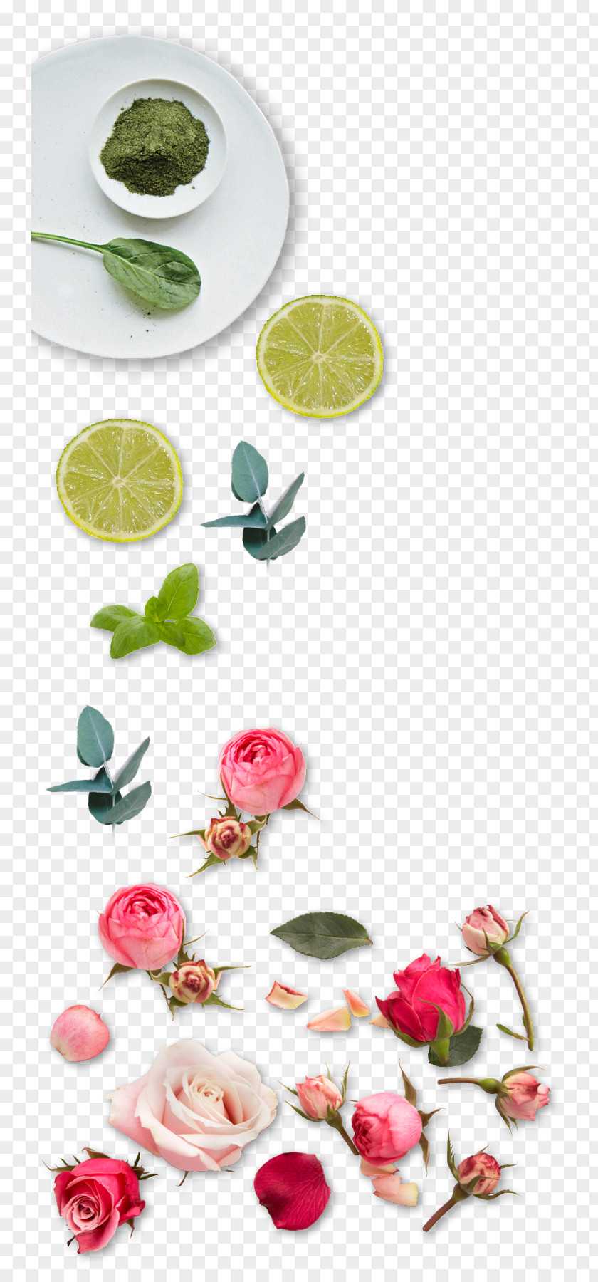 Magnolia Picture Material Superfood Floral Design PNG