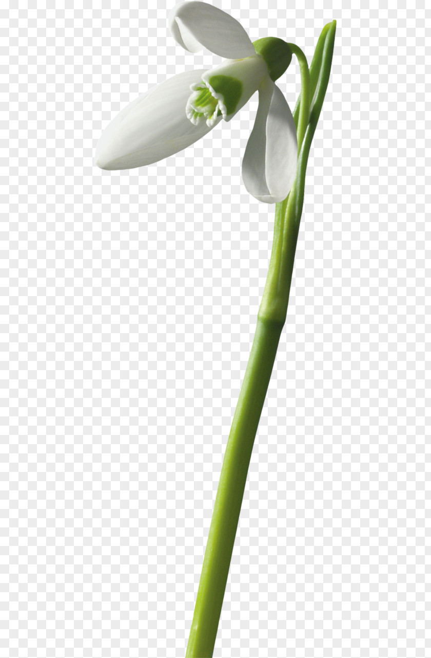 Painting Snowdrop Flower Mixed Gender Download PNG