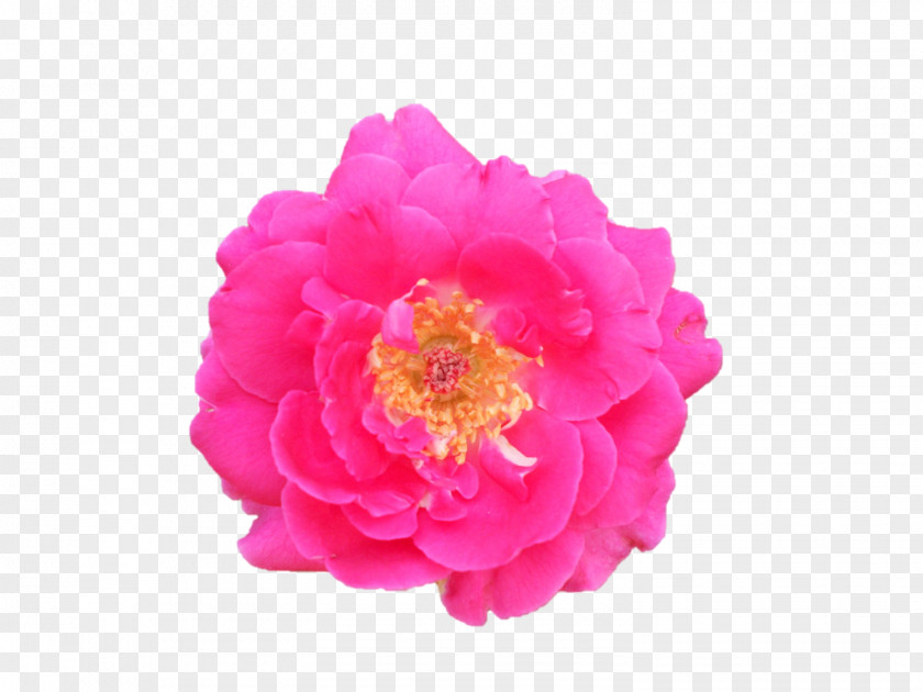 Garden Roses Dakshineswar Jayrambati Centifolia Cut Flowers PNG