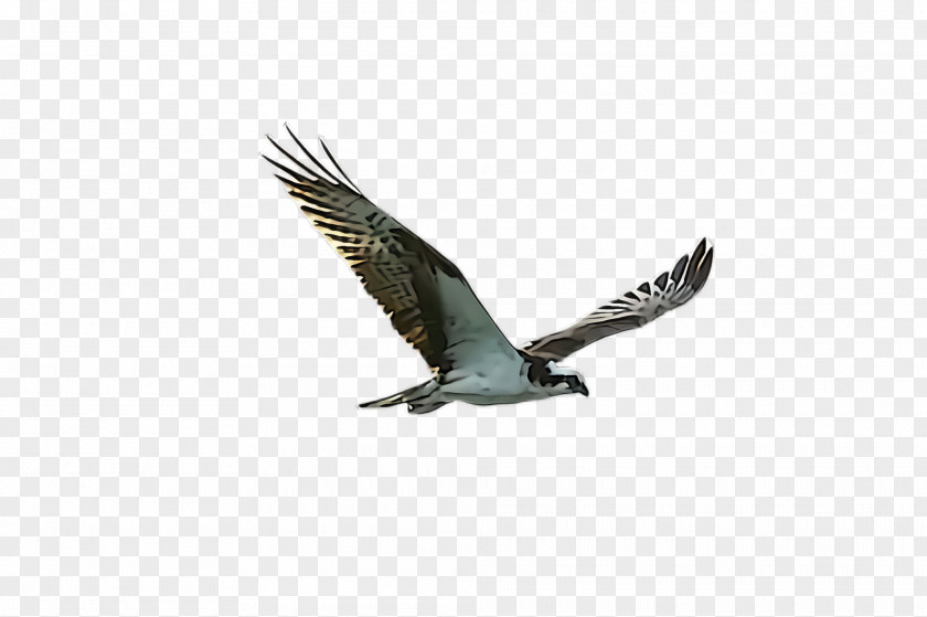 Hawk Accipitridae Bird Of Prey Eagle Osprey Beak PNG