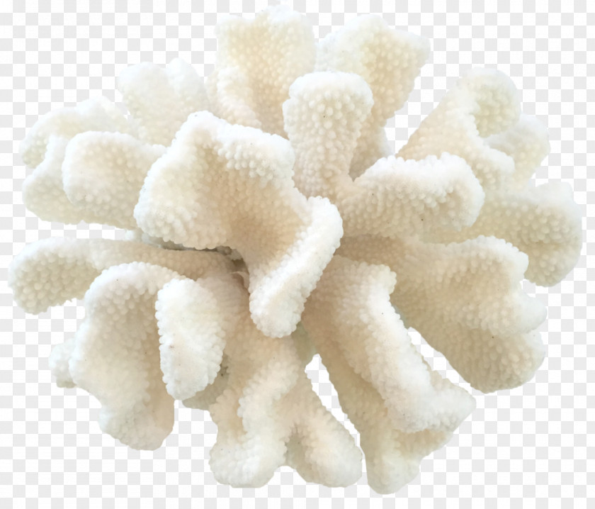 Paws Up Outfitters Cat Pocillopora Eydouxi Coral Paw Wool PNG