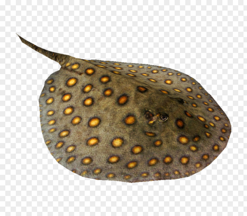 Stingray Ocellate River Batoidea Common Southern PNG