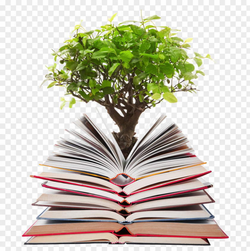 Tree Papermaking Stock Photography Bonsai PNG