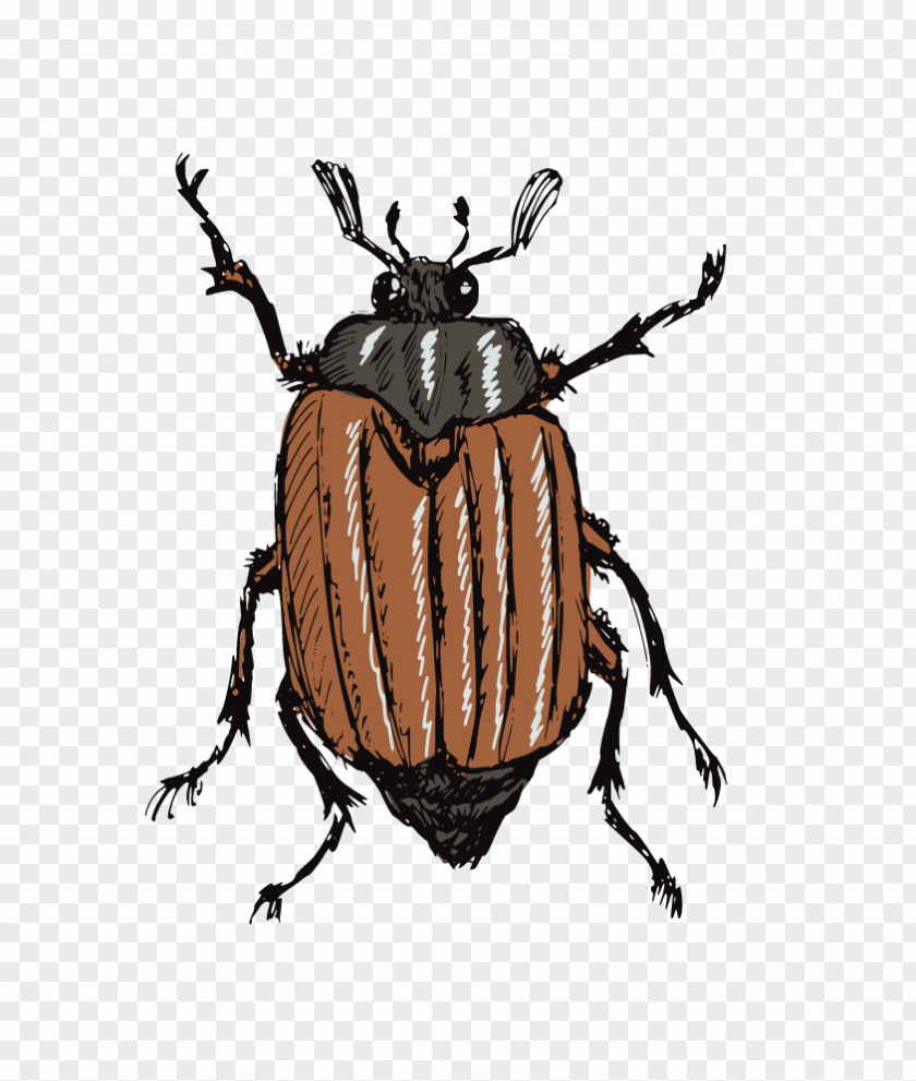 Beetle Insect Drawing Stock Photography Illustration PNG