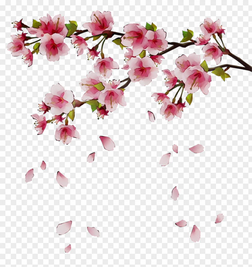 Clip Art Cherry Blossom Image PNG