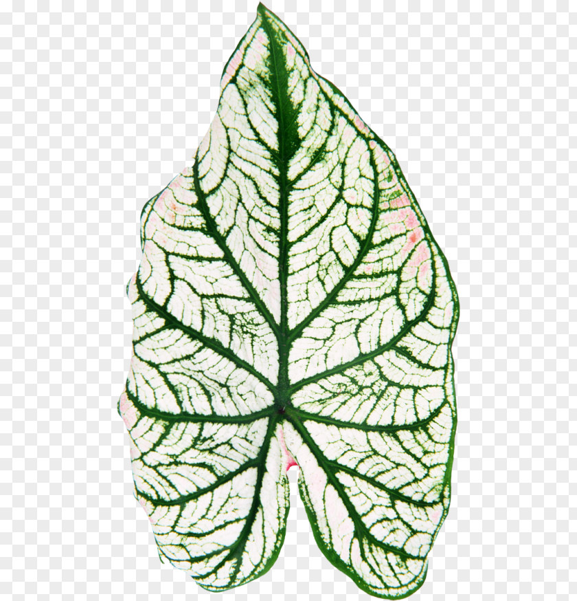 Leaf Plant Stem Flower Clip Art PNG