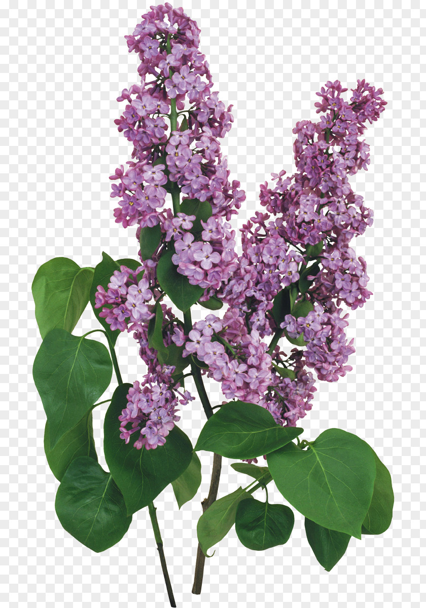 Lilac Flower PNG