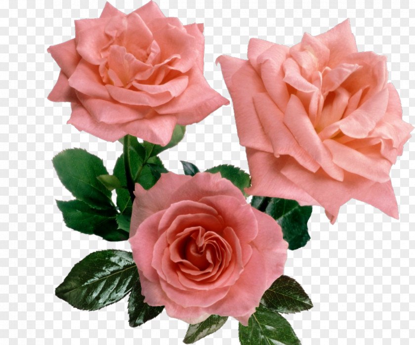 Pink Roses Cut Flowers Garden Centifolia Floral Design PNG