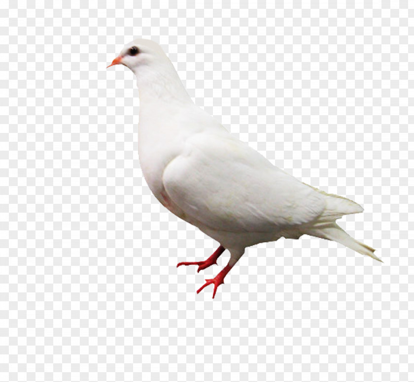 White Pigeon Rock Dove Columbidae Computer File PNG