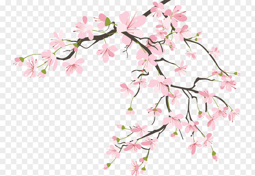 Cherry Blossom Flower Petal Floral Design Leaf PNG