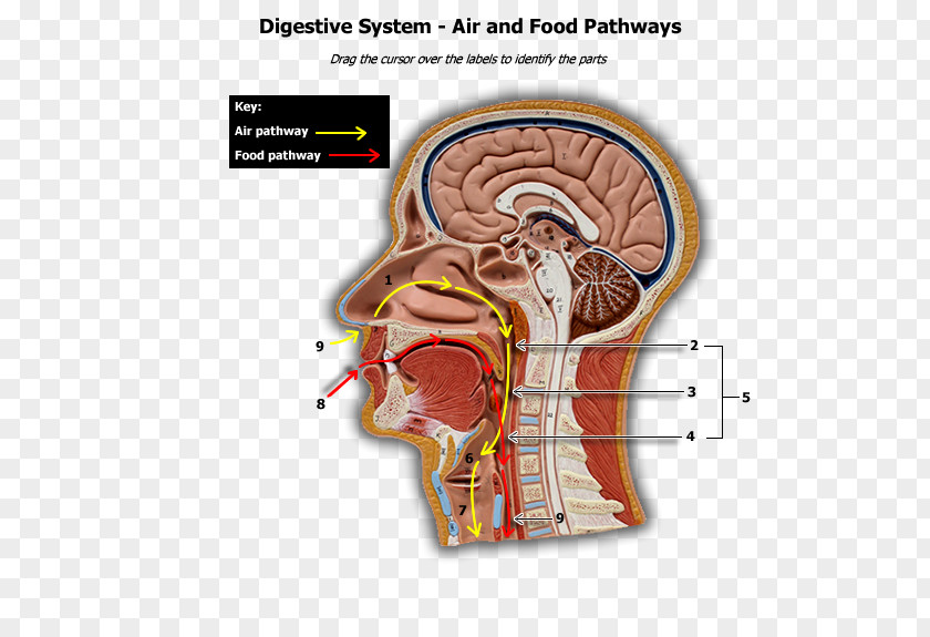 Digestive System Human Body Head And Neck Anatomy Physiology PNG