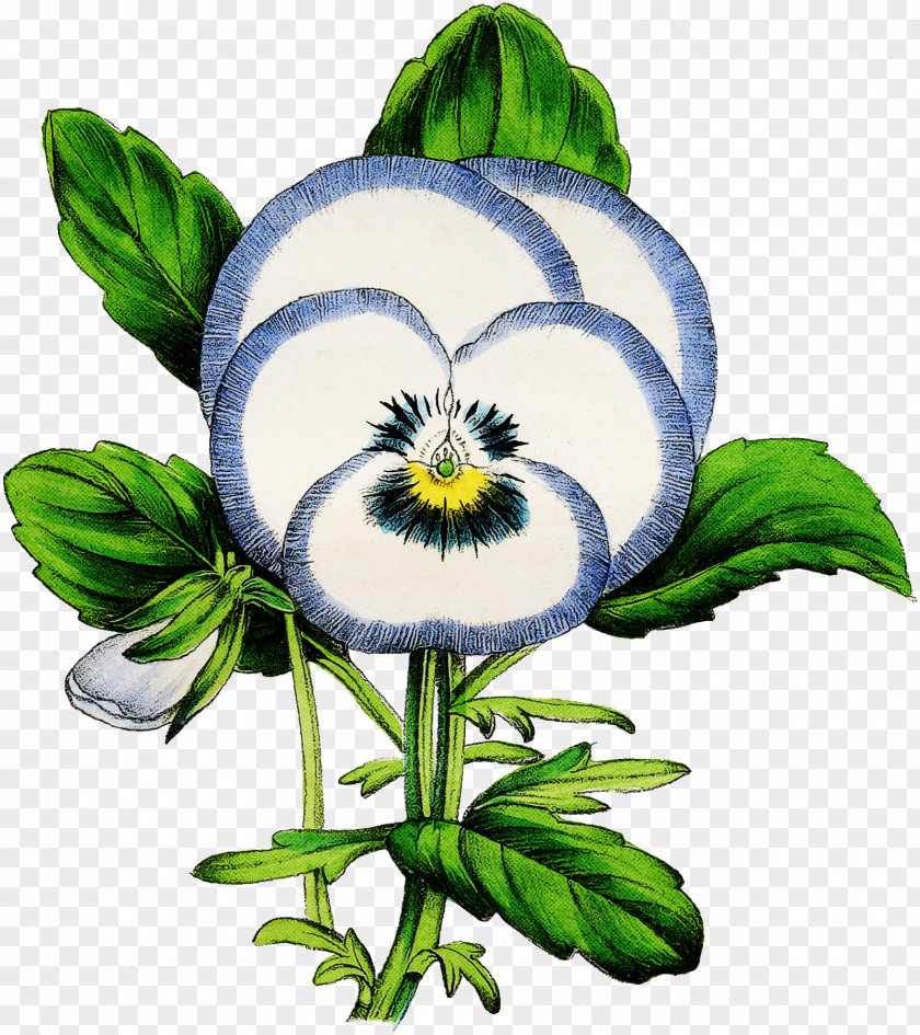 Flower Plant Violet Family Wildflower Pansy PNG